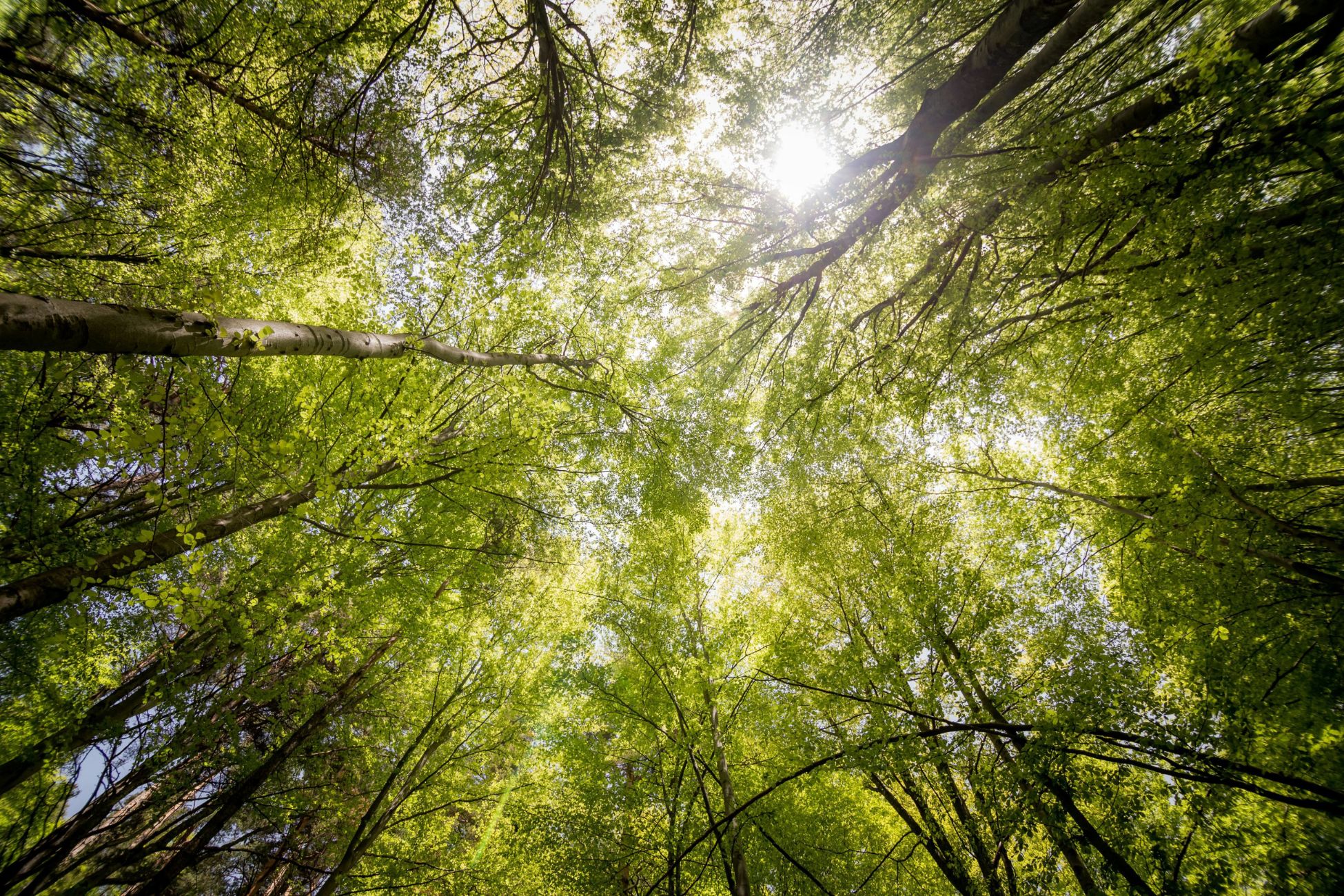 A view looking up into a dense forest canopy, showcasing vibrant green leaves and sunlight filtering through branches.