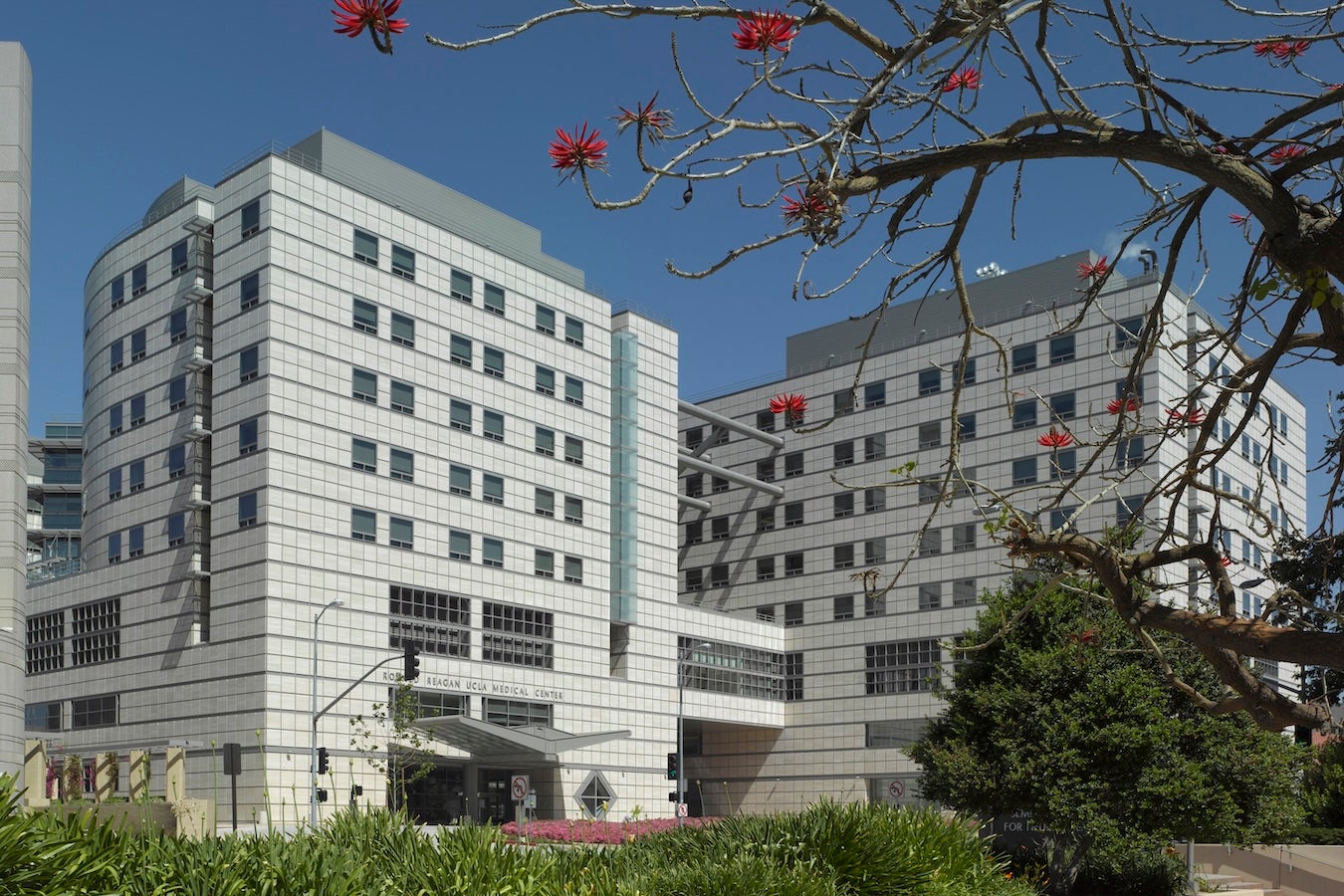 Exterior of Ronald Reagan UCLA Medical Center, a large multi-story white tile building on UCLA's Westwood campus, photographed under a blue sky with red-flowering tree branches in the foreground.