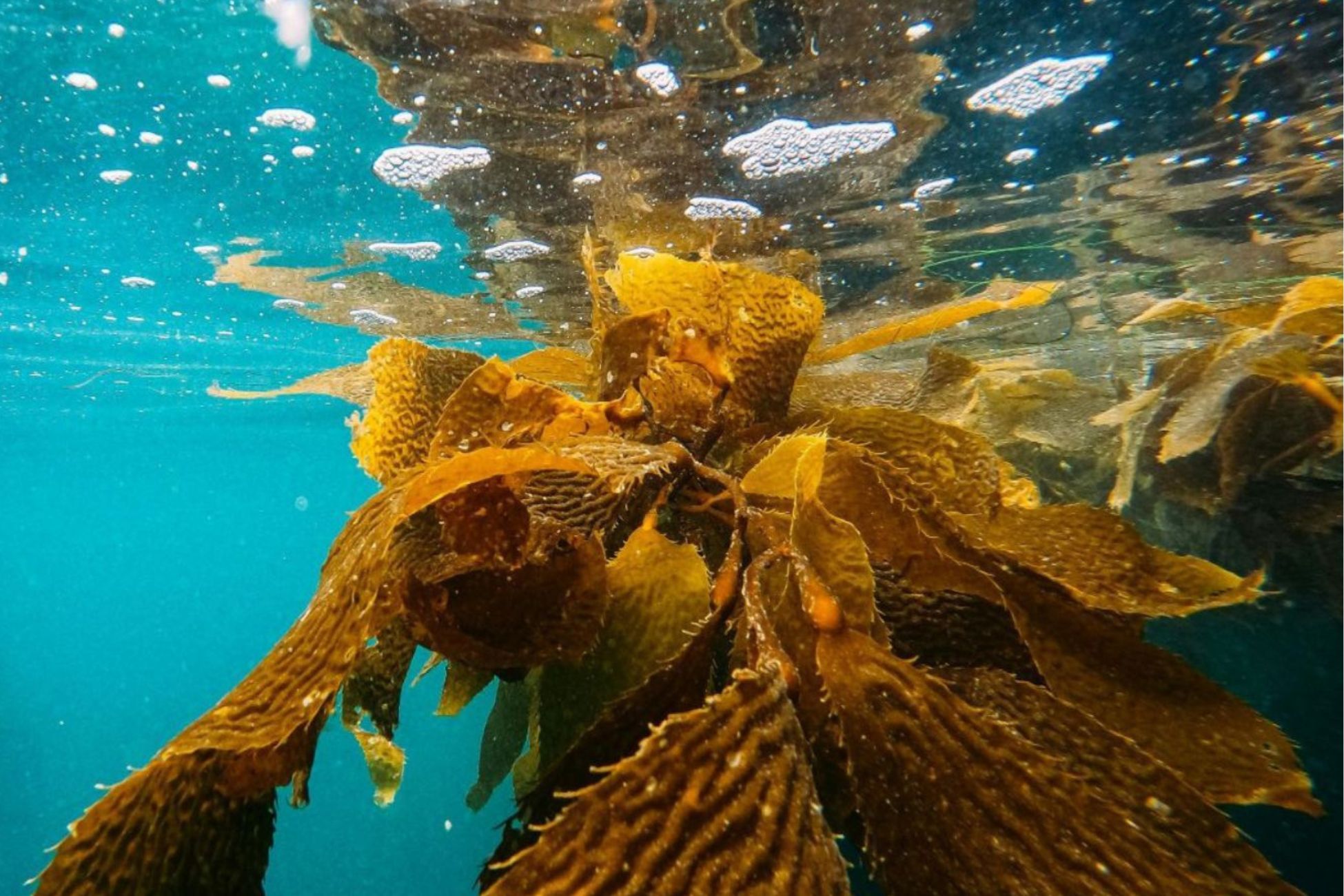 An underwater scene featuring a kelp plant with bubbles rising around it, showcasing marine life.
