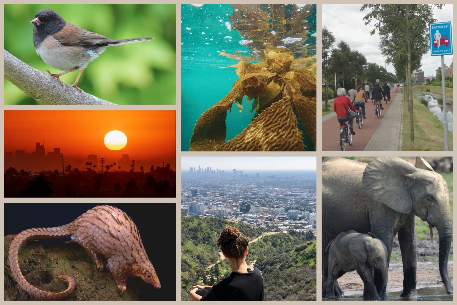 Earth Month collage with red sunset skyline, elephant mom an baby, hillside trail over look, pangolin, and underwater view of seaweed.  