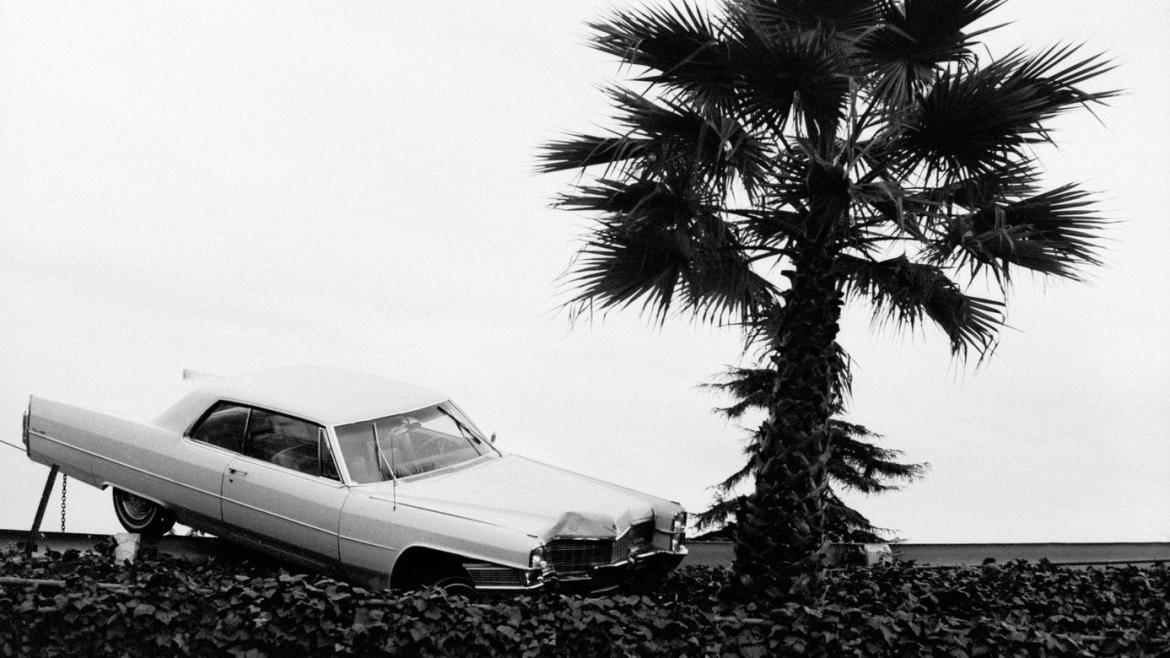 Black-and-white photo of a vintage car partially stuck on a slope beside a tall palm tree.