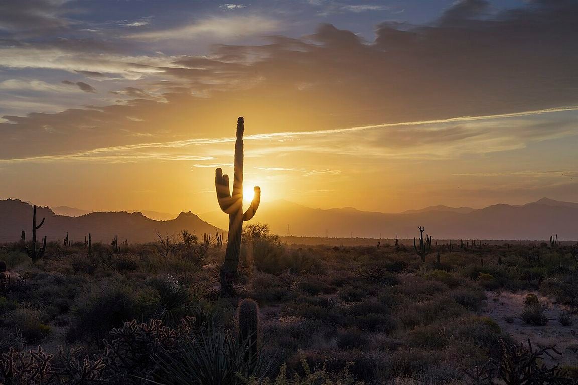 Sun shines through a tall cactus in the Phoenix desert at sunrise