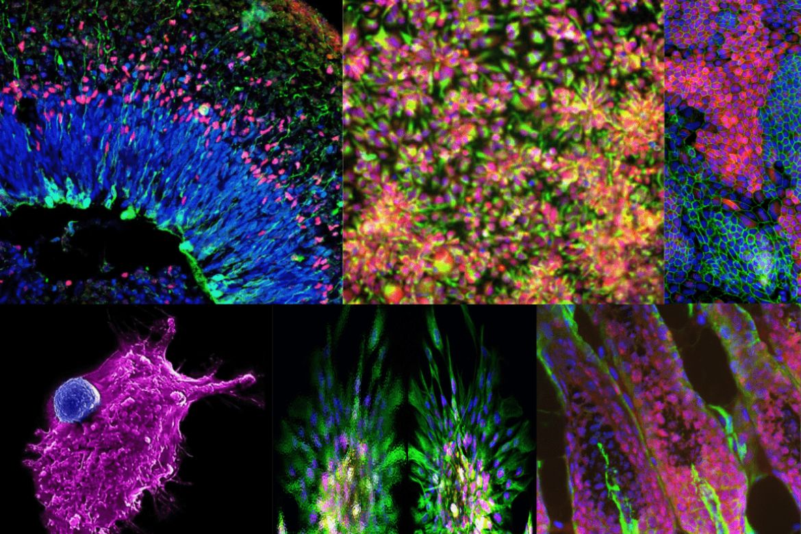 Colorful microscopic images showing various types of human cells and tissues stained with fluorescent markers for scientific visualization.