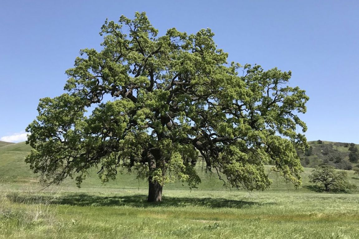 A valley oak in a field of grass, with rolling hills in background