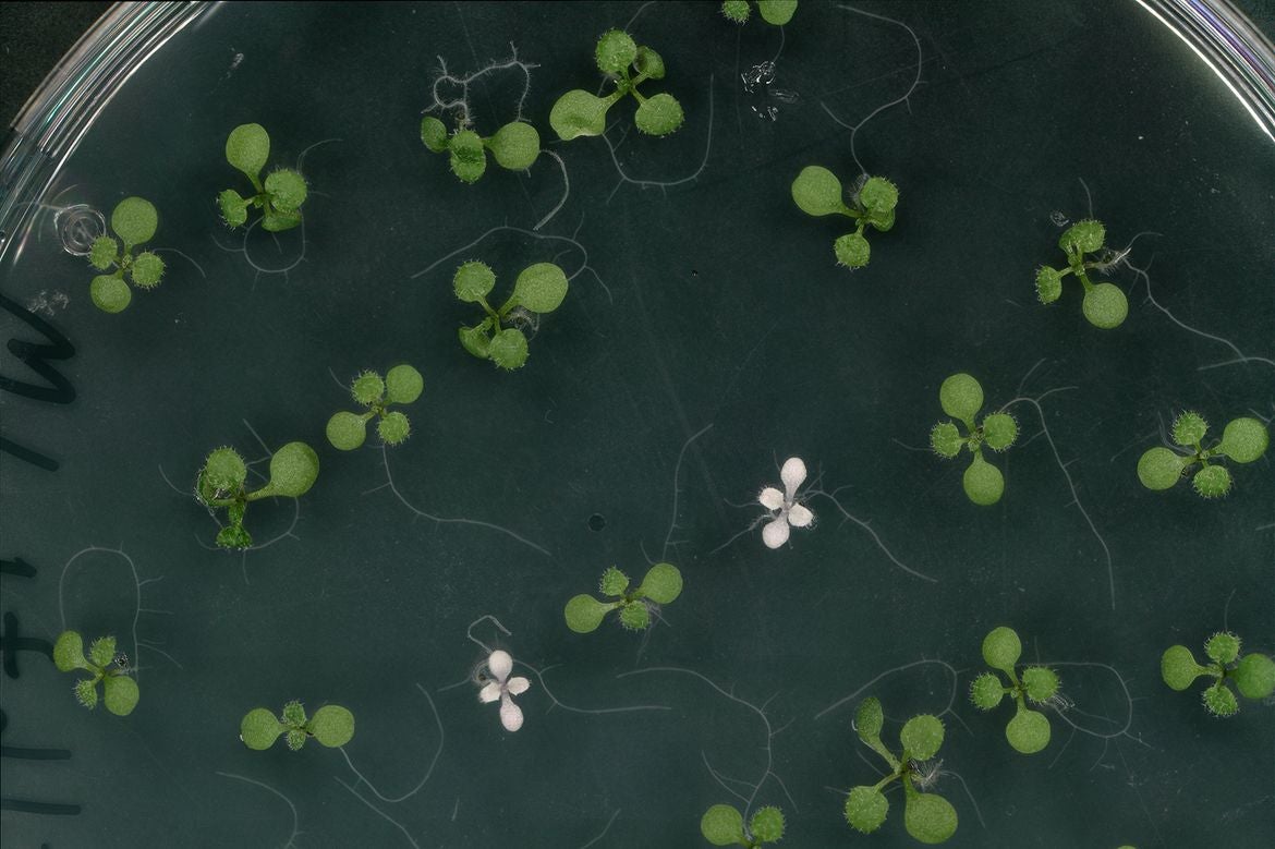 Magnified image of two white plant seedlings among green ones in petri dish