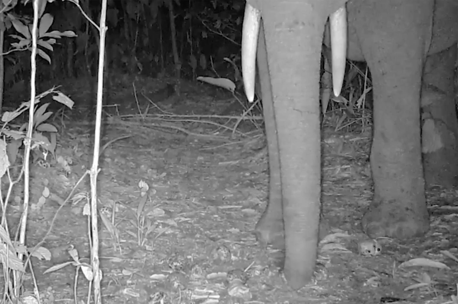 Black-and-white image of trunk, tusks and front legs of elephant foraging for ebony fruits