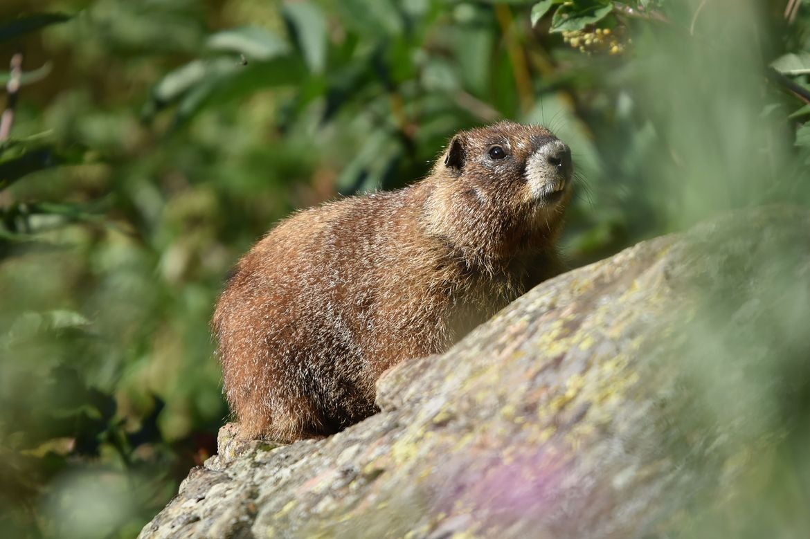A brown, furry marmot sits on a moss-covered rock, surrounded by lush green foliage.