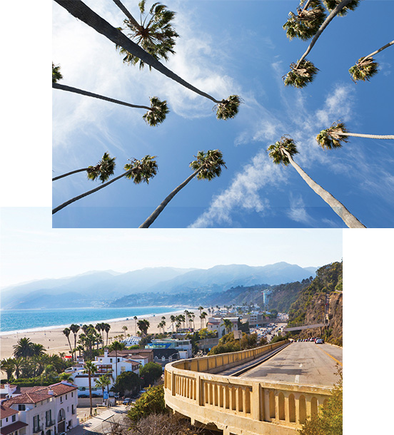 Rows of palm trees stand tall under a blue sky and a view of Santa Monica beach and the surrounding mountains.