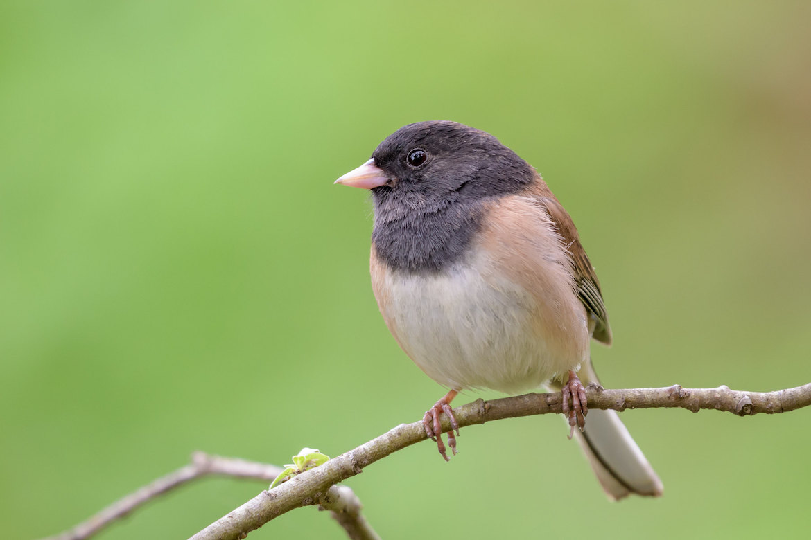 Dark-eyed junco perched on a branch