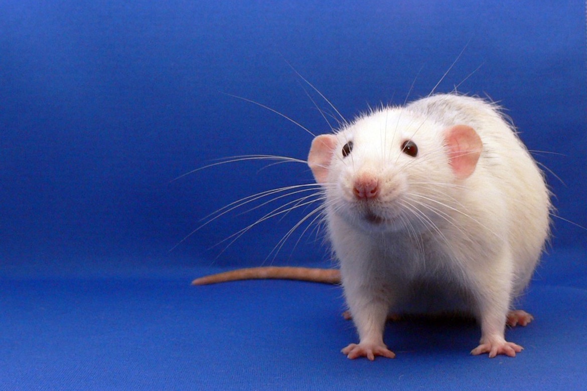 Photo of a white rat against a blue background
